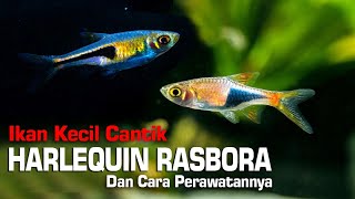 IKAN KECIL CANTIK HARLEQUIN RASBORA Trigonostigma heteromorpha [upl. by Marsh]