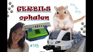 Mongoolse GERBILS OPHALEN ook wel WOESTIJNRATJES genoemd vlog 175 [upl. by Hsu]