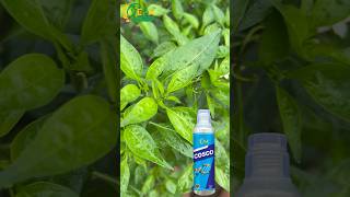 Chilli Thrips Mites Pest All In One Product COSCO [upl. by Billat]