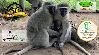 Baby orphan monkeys meet their new monkey moms [upl. by Okemak394]