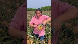 Very happy picking and cut test pineapple fruit in the field harvest satisfying landscape shorts [upl. by Everard506]