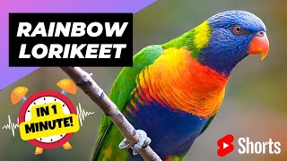 Rainbow Lorikeet  In 1 Minute 🦜 One Of The Most Beautiful Parrots In The World [upl. by Collin]