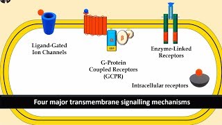 Receptors and Second Messenger system Gprotein Enzyme linked and Ligand gated ion channels [upl. by Leunamesoj]