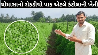 kantola Farming in Gujarat  કંટોલા ની ખેતી  spiny gourd farming  ककोड़ाफार्मिंग  vegetable [upl. by Aitropal]