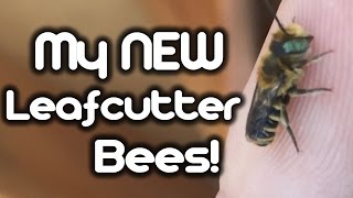 My New Leafcutter Bees [upl. by Arick]