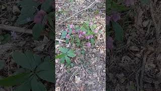 Lenten Rose  Helleborus Orientalis shorts [upl. by Ahselef]