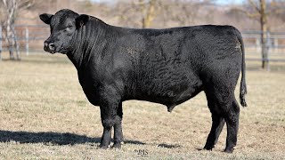 Lot 28 BRU22T69 Hillview Angus 2024 [upl. by Ehcar474]