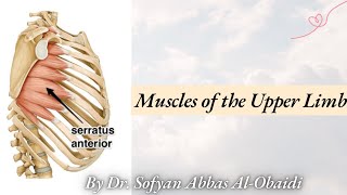 Muscles of the Upper Limb Part I  Nineveh University Medical College [upl. by Salene]