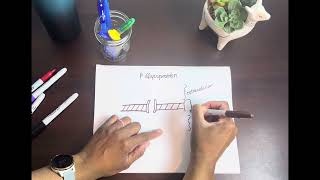 Cytochrome P450 amp PGlycoproteins Explained [upl. by Sonstrom]