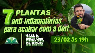 Vale a Pena Ver de Novo  7 Plantas Antiinflamatórias para acabar com a dor [upl. by Anneuq4]