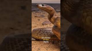 Meet the Worlds Deadliest Snake  The Inland Taipan shots inlandtaipan facts [upl. by Aserat]