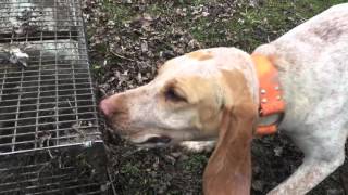 How to train a coon hound from start to finish quotstep 2quot ep 2 [upl. by Collayer461]