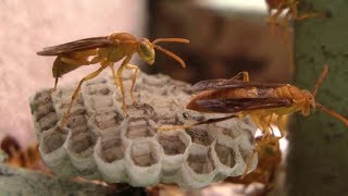 Paper Wasps making nest and Life cycle [upl. by Nottirb]