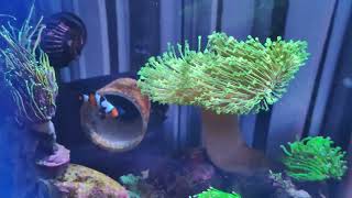 Clownfish eggs nano reef [upl. by Yffub]