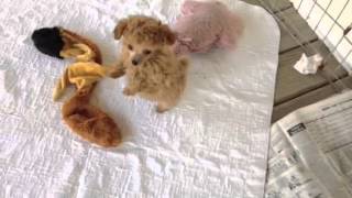 Dog Face Trim Grooming a Toy Poodle [upl. by Marchall690]