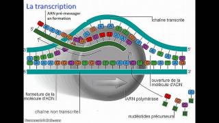 De lADN à lARNm [upl. by Ellerrehc602]