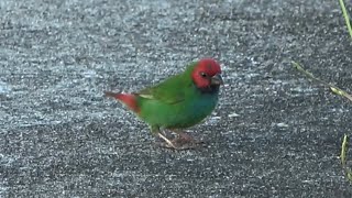 Fiji Parrotfinch Birds of Fiji [upl. by Claudio621]