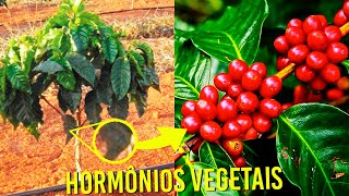 HORMÔNIOS VEGETAIS FISIOLOGIA VEGETAL  AGRONOMIA [upl. by Jet941]