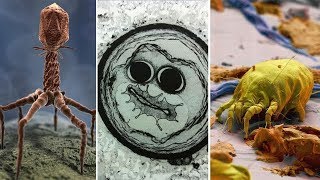 Amazing Electron Microscope Images Part 2 [upl. by Steep]