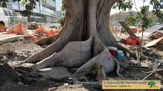 Moreton Bay Fig  5 Piece Arbor Division  Four Seasons Surfside FL [upl. by Corbet305]