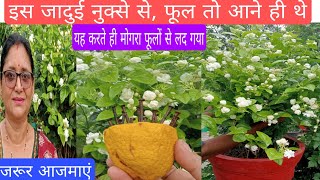 mogra mein heavy flowering इस घरेलू नुस्खे से मोगरा फूलों से लद गयाorganicfertilizer [upl. by Sapowith]