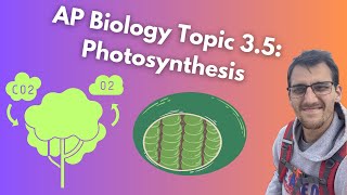 35 Photosynthesis  AP Biology [upl. by Nibroc]