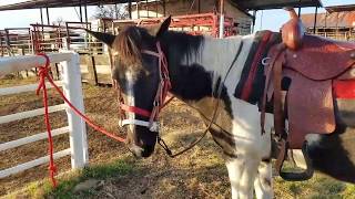 Bitless Bridle test  trying a new sidepull out on a horse that usually uses a snaffle bit [upl. by Erminie]