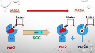 Transformation of MSSA into MRSA in less than 2 minutes [upl. by Hurwit]