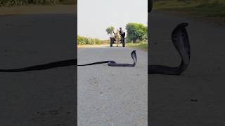 Ye kahan say nagin aai hai kingcobra snakejogi snake cobra [upl. by Heddi]