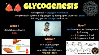 Glycogenesis  Biochemistry  Tamil  Insulin  Glycogen  Glucose  Diabetes Biology ThiNK VISION [upl. by Yttisahc950]