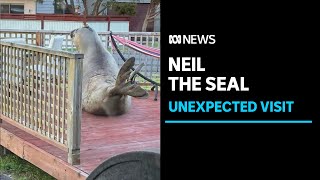 600kg southern elephant seal blocks the driveway of a Tasmanian residents property  ABC News [upl. by Netsryk494]