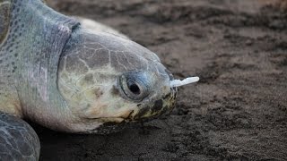 Plastic Fork Removed From A Sea Turtles Nose [upl. by Scott844]