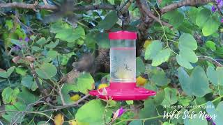 Anguilla Backyard Birding Part 1 Bird Feeder Madness [upl. by Zemaj976]