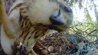 FALCON ATTACK NESTCAM  Merlin Falcon Family Part 13 [upl. by Naji687]