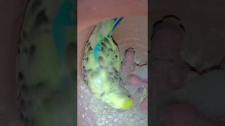 my budgies baby chicks kitne hai commentbreedingformula birds pets budgies exoticbird ytshort [upl. by Krishna]