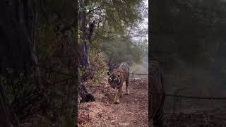 Ranthambore National Park 10102024 [upl. by Margarethe]