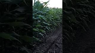 dekalb ganaderos corn farming [upl. by Ysset498]