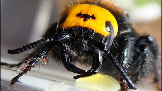 Incredible Insects Awesome Wasps Fabulous Bumblebees Parasitoids Tremendous Beetles Butterflies [upl. by Devonna]