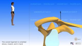 Arthrology of the acromioclavicular joint [upl. by Goldin]