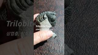 삼엽충 Trilobite Fossil  용산화석박물관 [upl. by Yelram570]