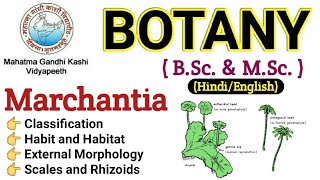 Marchantia  Morphology Of Marchantia  BSc 1st year BotanyMarchantia Thallus Marchantia in Hindi [upl. by Philbrook]