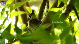 Sound of Coppersmith Barbet [upl. by Shapiro435]