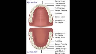 teeth।।teeth tapping asmr।।youtubeshorts gk science [upl. by Assiroc]