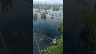 Spot hutan Kalimantan spotcasting shortsvideo mancingmania angler [upl. by Yellek]