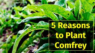 Top 5 Reasons You Should Be Growing Comfrey in Your Garden [upl. by Tratner]