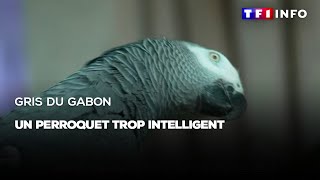 Gris du Gabon  un perroquet trop intelligent [upl. by Geilich]