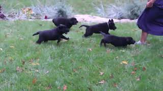 Labernese Puppies For Sale [upl. by Akelam48]