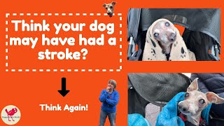 Think your dog may have had a stroke Well think again [upl. by Shellans]