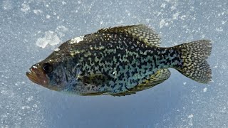 Ice Fishing With Underwater Camera For Crappie And Perch🎣🐠 [upl. by Ecineg391]