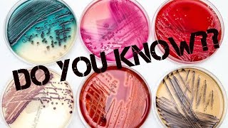 Culture media used in microbiology  Most commonly used solid agar medium [upl. by Cooperman]